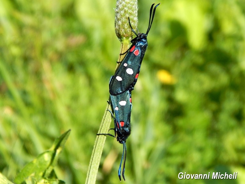 Zygaena ephialtes